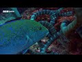 Highly Venomous Sea Snakes Hunt in Huge Group | 20 Years of Planet Earth | BBC Earth