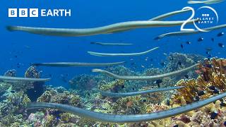 Highly Venomous Sea Snakes Hunt In Huge Group  20 Years Of Planet Earth  Bbc Earth