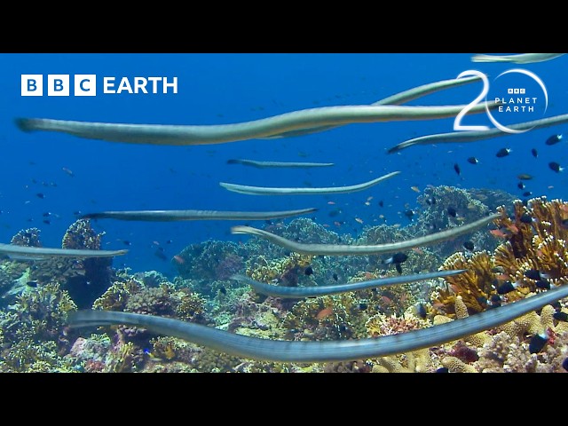 BBC Earth: Highly Venomous Sea Snakes Hunt in Huge Group.