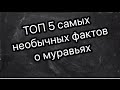 Топ 5 самых шокирующих фактов о муравьях. Что скрывают от нас муравьи #муравьи #насекомые