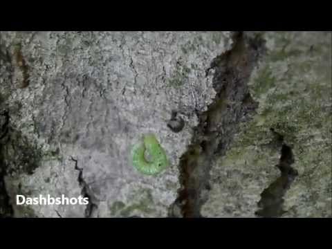 Spider Kills Caterpillar
