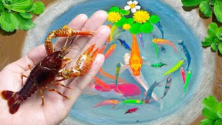 Find Crayfish in Super Colorful Eggs, Baby Koi, Turtles, Catfish, Strange Fish, Super Beautiful Fish