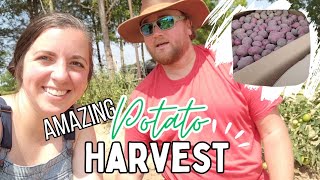 Our GREATEST Harvest EVER! | Harvest, Cure and Store Potatoes