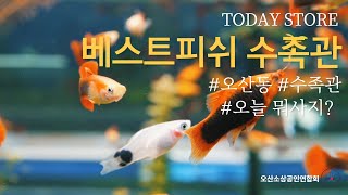 오산 수족관 추천! 오산동에 위치한 베스트피쉬 수족관! 이번에 수족관 하나 장만하셔서 물멍 해보시길 추천드려요 ! - 오산시소상공인연합회