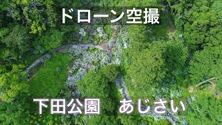 静岡県 伊豆【下田公園 あじさい】ドローン空撮 4K Drone Japan Hydrangea