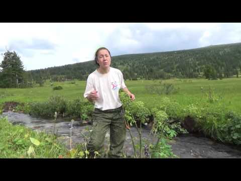 Дягиль. 07