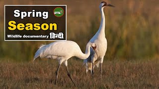 Spring Season Wild Africa हिन्दी डॉक्यूमेंट्री Wildlife documentary in Hindi @NatureOfEarthHindi
