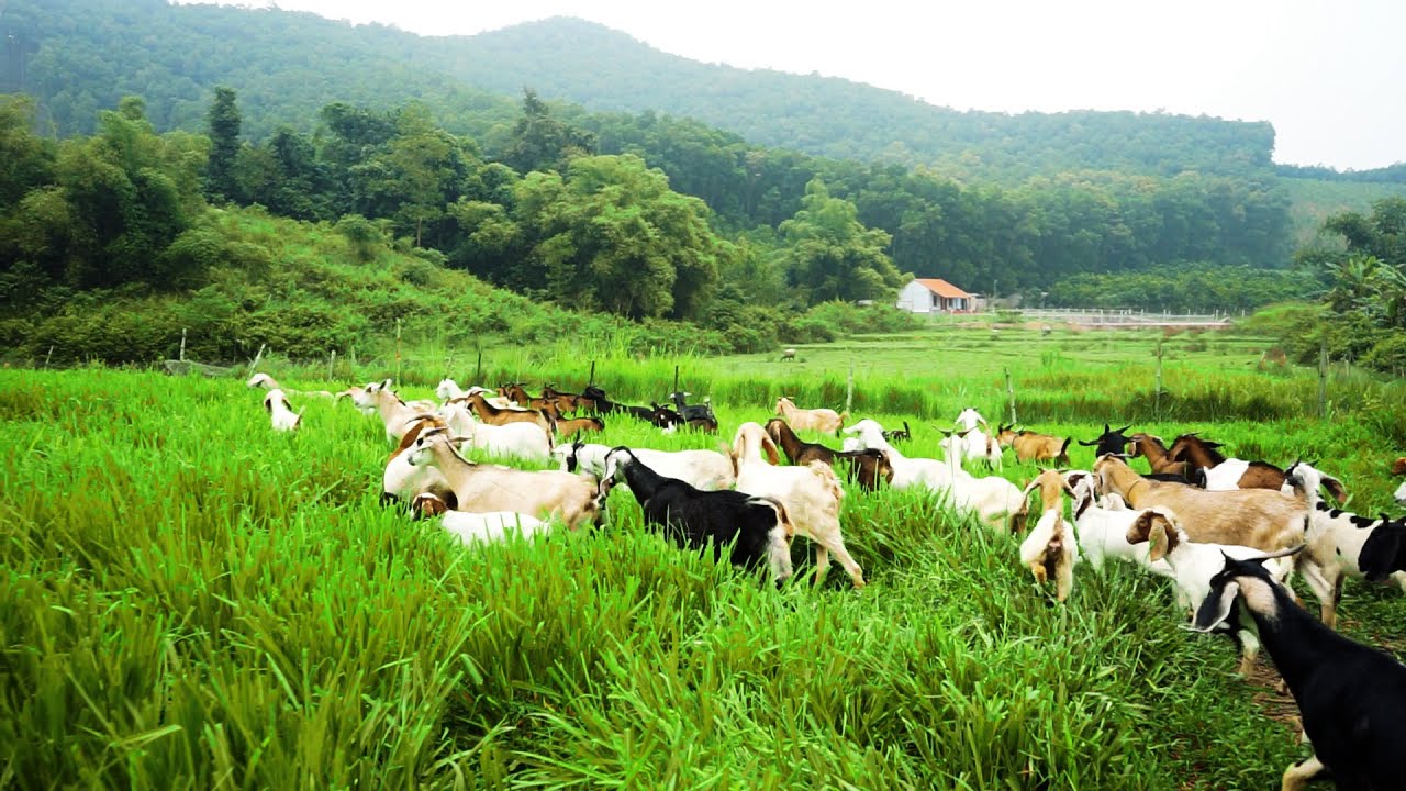QUÁ TUYỆT VỜI  ANH NÔNG DÂN HÒA BÌNH CHIA SẺ KINH NGHIỆM NUÔI DÊ SINH SẢN - VỖ BÉO TỪ A  - Z