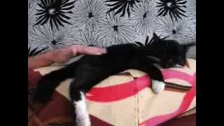 Кот которого очень сложно разбудить Кот которого очень сложно разбудить
