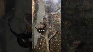 The Misunderstood Black Widow (Western) #entomology #spider #arachnid