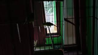 Masteran Pleci Dakun Bali Tembakan Ngeri Volume Josss | \