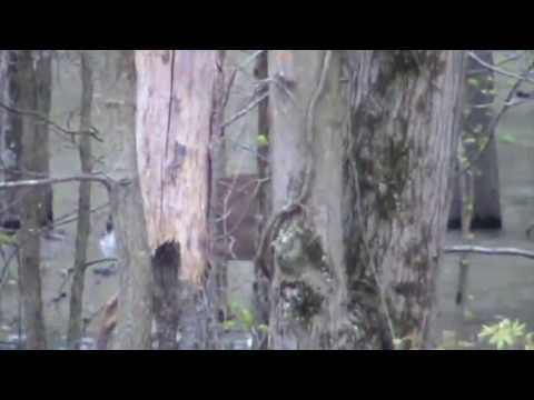 camera iphone 8 plus apk Deer in the Soggy Bottoms