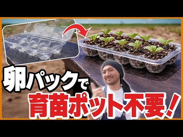 Seedling Revolution!] Grow vegetables super easily using egg