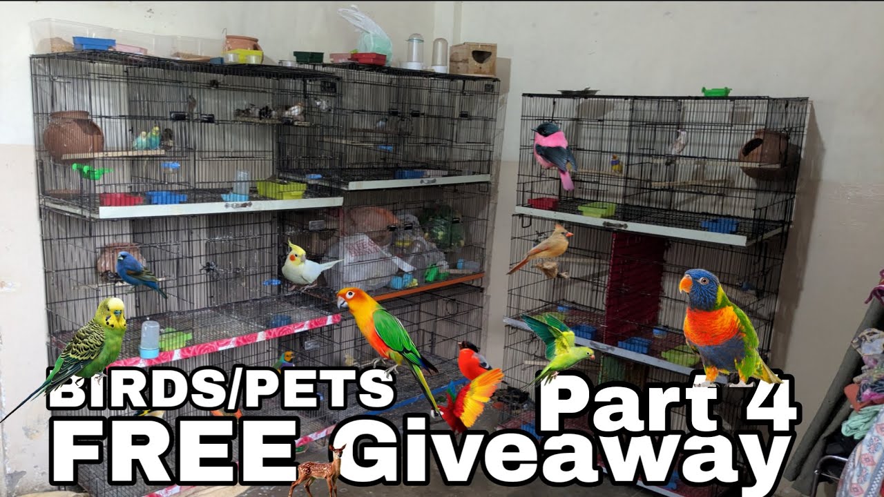 I am Back with by birds/pets vlog