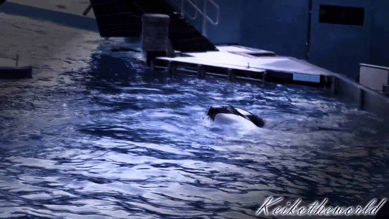 Tilikum kills dawn