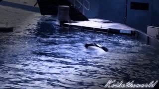 Tilikum " It's My Fault " (~R.I.P. Dawn Brancheau~)