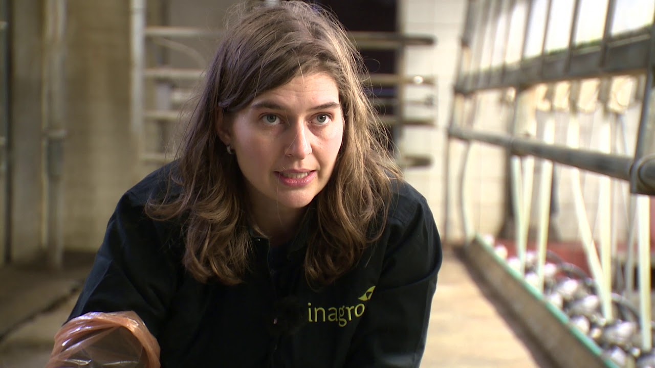 Melkveeadvies   Mestanalyse