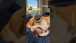 Make sure you have sound on to hear one happy kitten 😹#Shorts #catvideos #funnycats