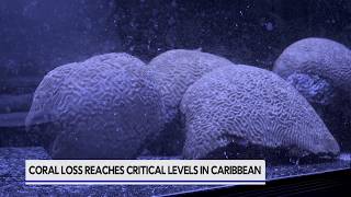DOE works to restore Cayman’s declining coral reefs