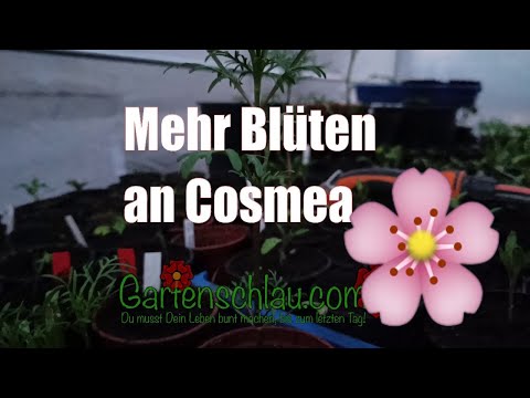 Cosmea mehr Blütentriebe pro Pflanze // Gartenschlau.com