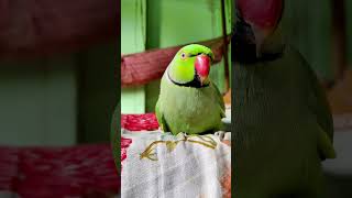 Mith Ma Talking Parrot