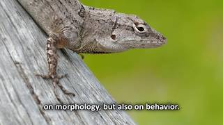 Natural selection on behavior