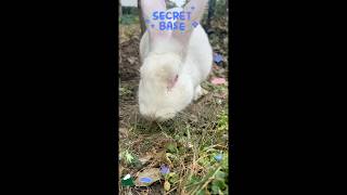 My feed officially belongs to bunny content 📱🐇#BunnyFeed #PetContent #CuteDaily