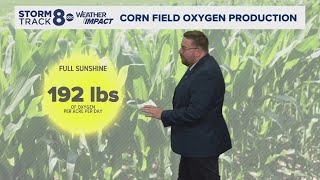 Ask Andrew | How much oxygen corn fields produce