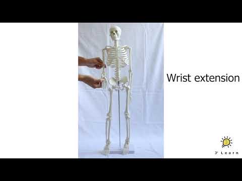 Human Skeleton Model 85CM PVC Medical Anatomy Skeleton on Stand YouTube video thumbnail