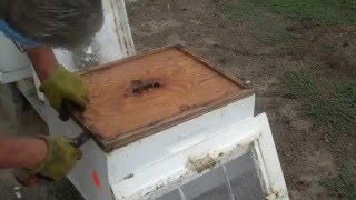 Combining two Honey Bee Colonies or Hives