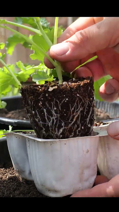 Growing Kale in Containers - Seed to Harvest