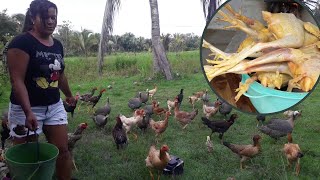 #vidanaroça Veja quantos frangos caipira eu abati hoje 🐓🐔vida na roça