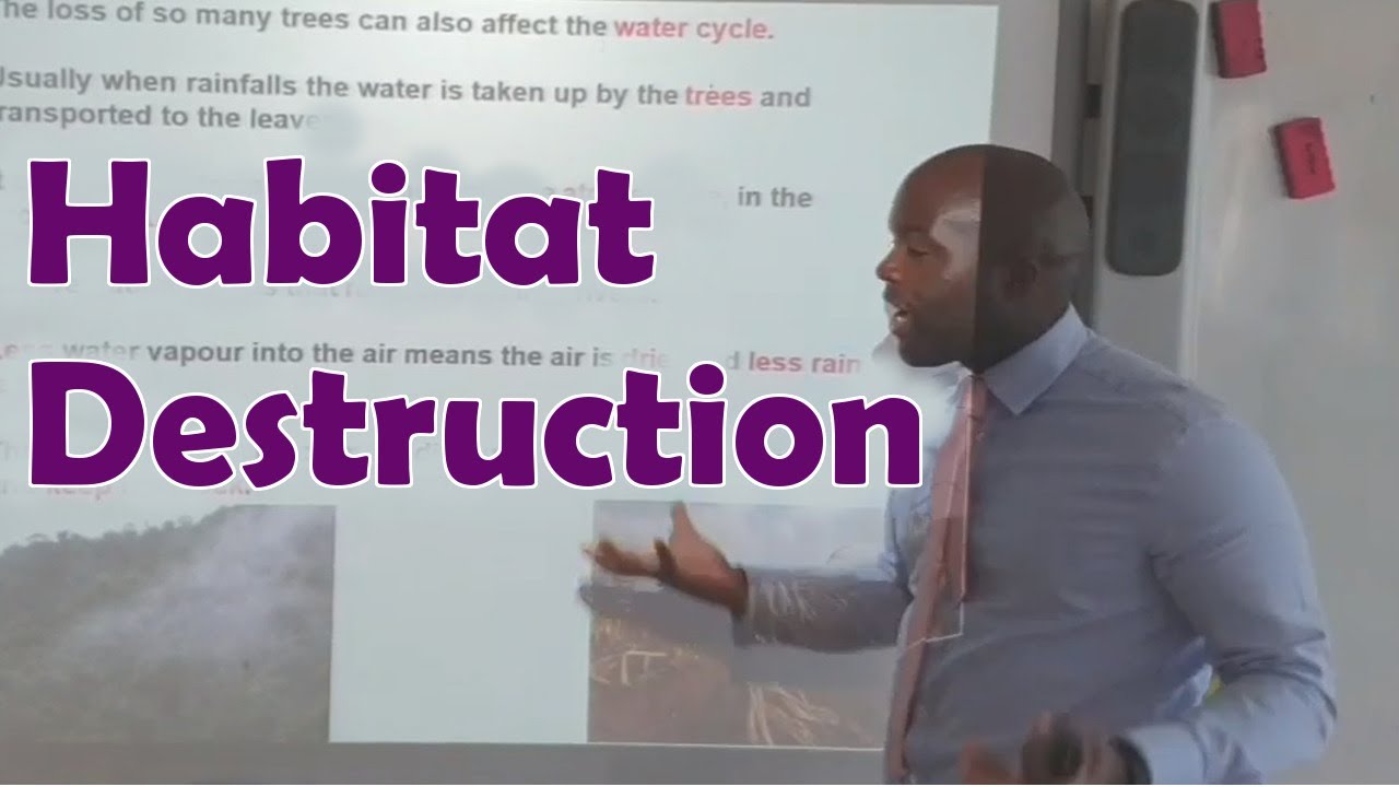 Habitat Destruction Biology IGCSE YouTube