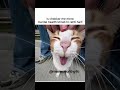 dipression khtm hone ka naam hi nhi le Raha #cat #tweettweet #funny