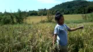 Lagu pop Manggarai