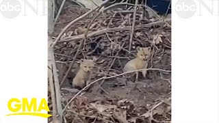Curious fox pups emerge from den to explore their surroundings! l GMA