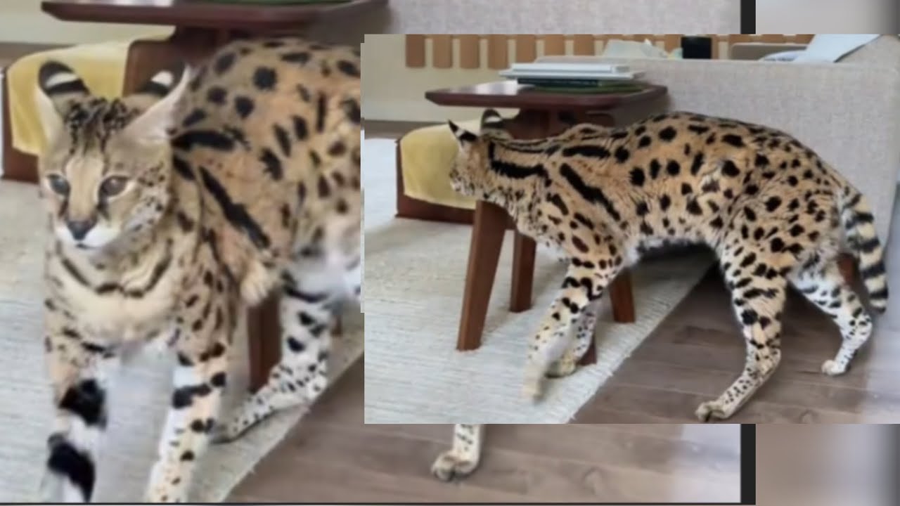 Want to make delicious meal for mile