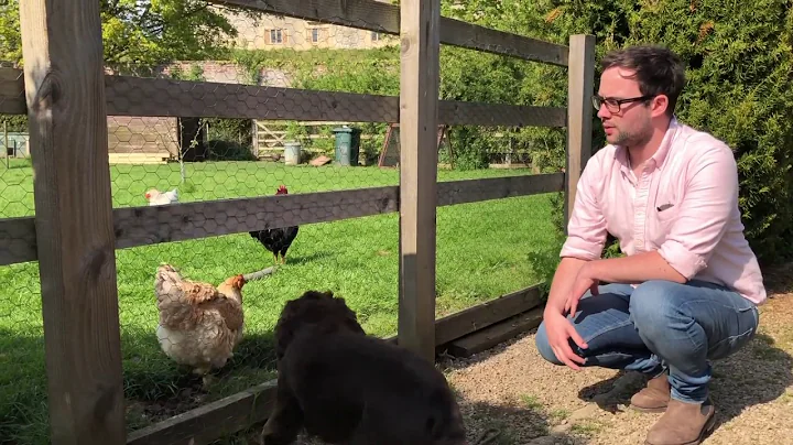 Reducing Prey Drive | The Dogs Way