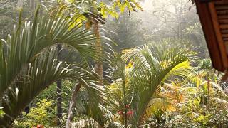 Sound Of Indri Lemur