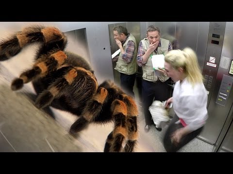 elevator-spider-prank---ipad-magic-with-simon-pierro
