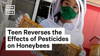Bay Area Teen Reverses Effects of Pesticides on Bees