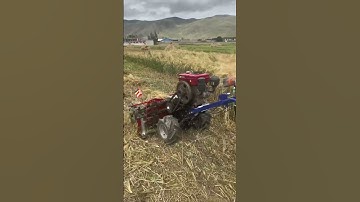 Buckwheat Harvesting Scene: Process and Equipment