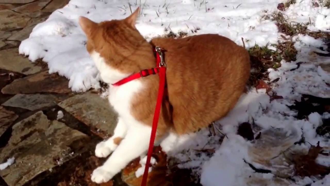 camera iphone 8 plus apk Cats in the snow 2016