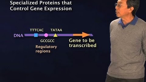 Transcription Factors - Robert Tjian (Berkeley/HHMI)