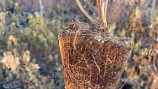 видео: Зимовка метельчатых в горшках. Теплица 2 этажа. Уборка. картинка: Зимовка метельчатых в горшках. Теплица 2 этажа. Уборка.