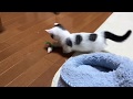 ちょっとだけ独り占めしたい子猫がかわいい