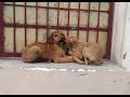 Street Dog Puppy Scared of humans