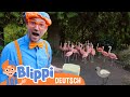 Blippi füttert die Tiere im Zoo 🦩 Kinderlieder und Cartoons | Blippi | Moonbug Kids Deutsch
