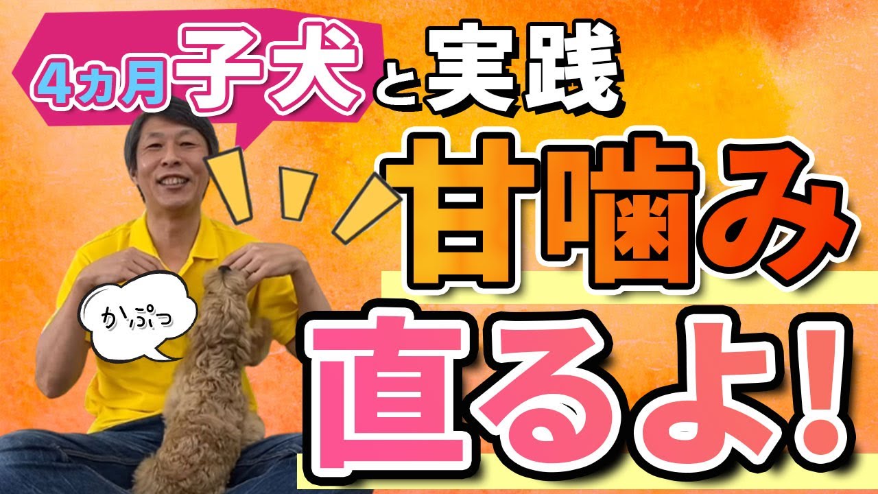 子犬のしつけ 甘噛みについて 4か月の子犬と甘噛み対応の実践しながら解説しました Youtube