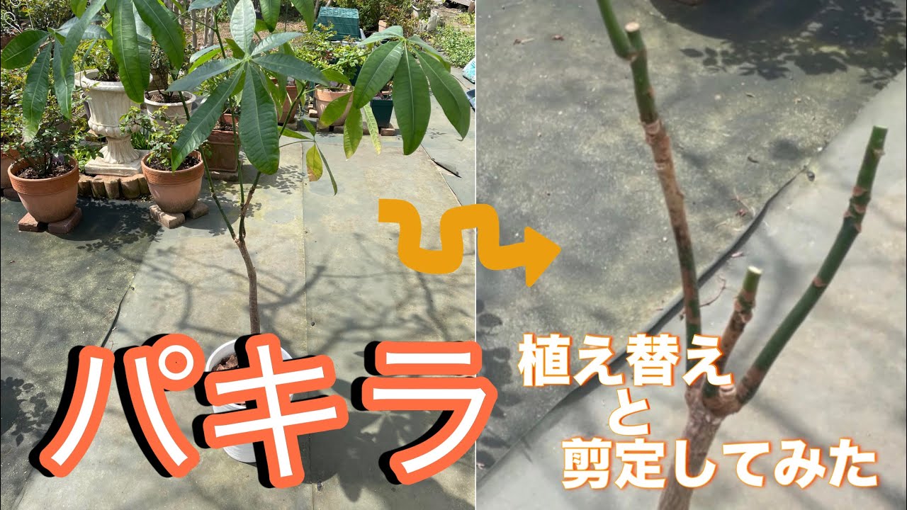 パキラ】剪定と植え替えしてみた - YouTube